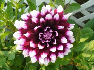 Dahlia
